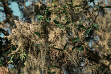 moss hanging on the tree