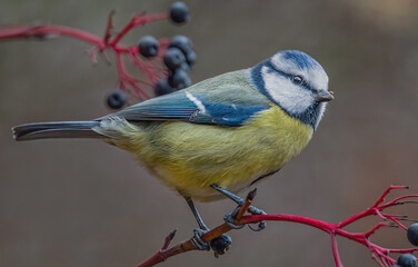 Blaumeise auf einem Holunderzweig