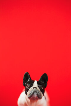Extreme close up of grumpy bulldog toy on red background