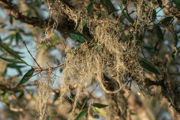 moss hanging on the tree
