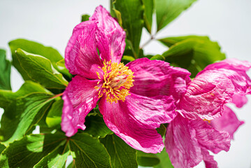 Paeonia daurica with green leaves