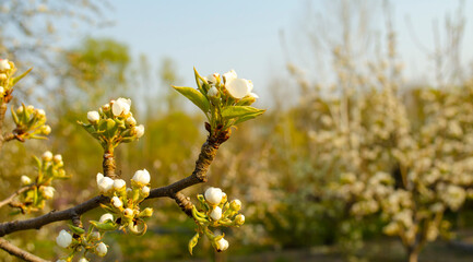 Beautiful white apple or pear blossom. Flowering apple pear tree.Fresh spring background on nature outdoors.Soft focus image of blossoming flowers in spring time.For easter and spring greeting cards