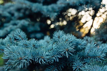 Blue Spruce