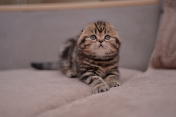 kitten scottish british cat burma munchkin animals