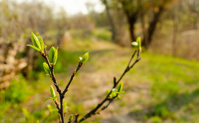 The first spring gentle leaves, buds and branches macro background, young branches with leaves and buds, First sprout on tree branch. Nature awakening in spring time