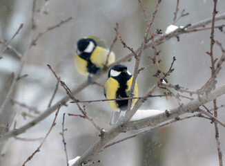 Obraz premium The great tit (Parus major) on the branch
