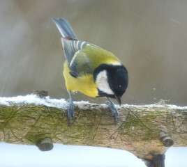 The great tit (Parus major) on the branch