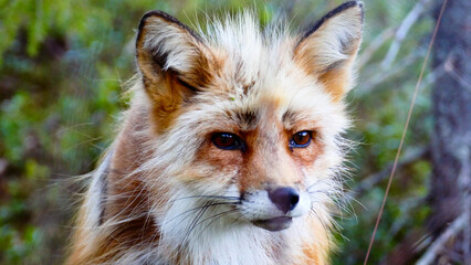 Scandinavian fox