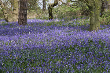 Spring woodland with bluebell flowers