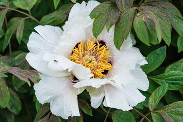 nice peony in the garden