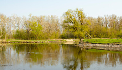 Fototapeta na wymiar Spring landscape with a river and a grove of trees reflecting in the river. Soft green tones