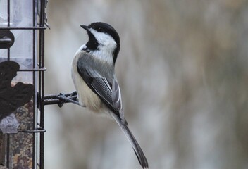 White-breasted Nuthatch