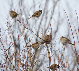 Field Sparrow (Passer montanus) sits on a branch