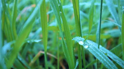 green grass close-up, dew drops glade, background.