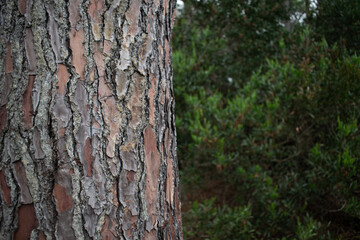 tree bark texture and leafs