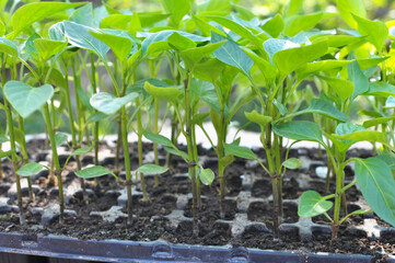 Growing seedlings of sweet pepper in cassettes