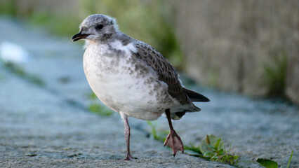 Walking bird