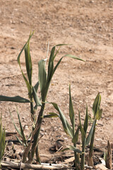 Fototapeta premium Detail of some Arundo donax of little time