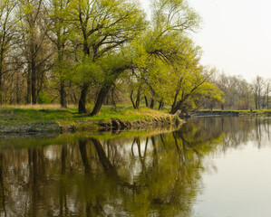 Fototapeta na wymiar Spring landscape with a river and a grove of trees reflecting in the river. Soft green tones