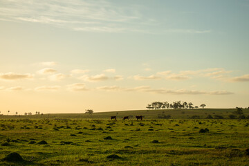 Fototapeta na wymiar cows in the field at sunset