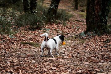 Naklejka na ściany i meble Walk with jack Russell in autumn forest. Hunting British short legged dog breed. Black and white smooth haired Jack Russell Terrier runs fast through woods and plays ball.