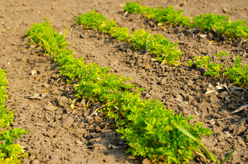 Young parsley bed. The first vegetables in the garden in early spring. Eco cultivation on raised beds without the use of fertilizers. Parsley sprouts on fertile soil.