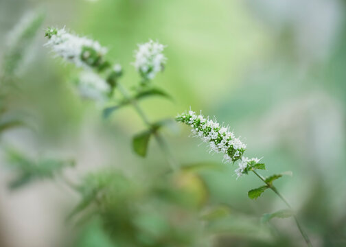 Extreme close up of flowers in bloom on fresh mint plant