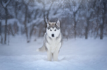 siberian husky dog