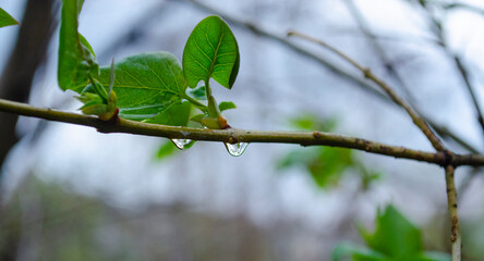 Raindrops on coniferous branches close-up. Soft focus, low key. Atmospheric natural photography. An isolated raindrop on a branch. Blurry background, warm colors, autumn scenery