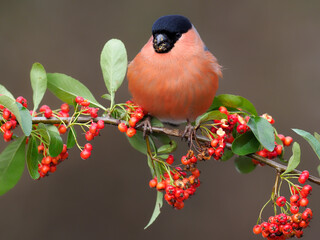 Eurasian bullfinch, Pyrrhula pyrrhula,