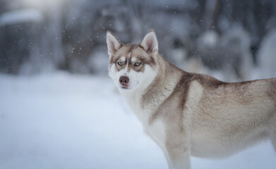 siberian husky on the snow