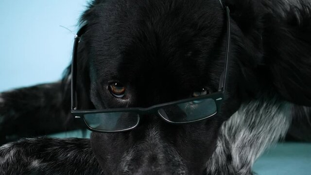 A smart Brittany spaniel with glasses lies with its head on its front paws and looks into the camera. Pet in the studio on a bluish background. Close up of a dog's muzzle. Slow motion.