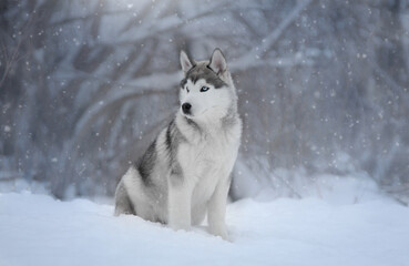 siberian husky dog © Анастасия Гусева