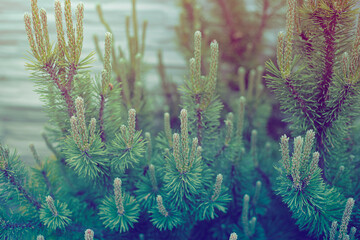 Pine tree branches in garden during summer.