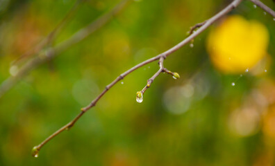 Raindrops on coniferous branches close-up. Soft focus, low key. Atmospheric natural photography. An isolated raindrop on a branch. Blurry green background, warm colors, autumn scenery
