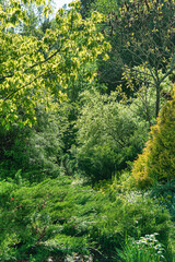 Fototapeta na wymiar nice spring garden with different plants