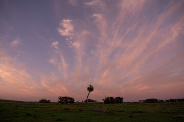 Fototapeta na wymiar silhouette of a palm in a field at sunset