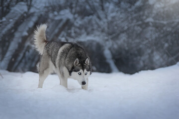 siberian husky dog