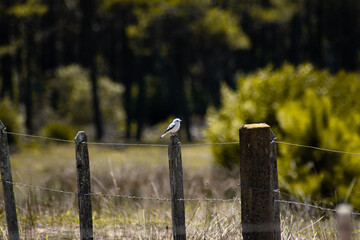 Fototapeta premium white monjita on a post