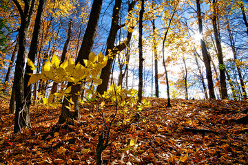 Yellow oak tree leaves with lens-flare in the forest