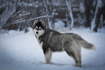 husky dog