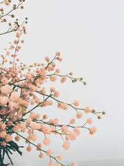 Mimosa flowers on a white background.