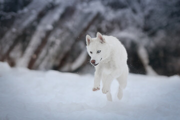 husky in snow