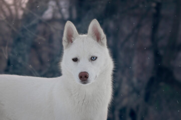 Naklejka premium husky in snow