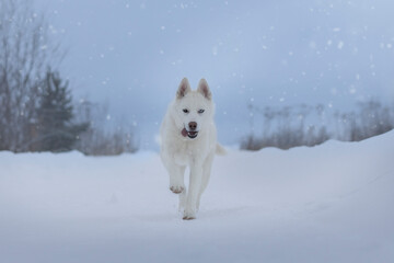 dog in snow