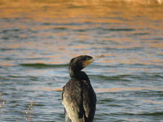 Cormorán grande, Phalacrocorax carbo, en un embarcadero