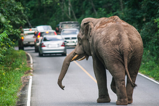 Elephant on the road