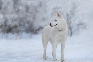 Obraz na płótnie Canvas white dog in snow