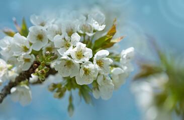Branches of blossoming cherry with soft focus .