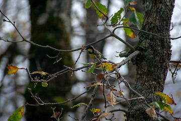 Close-up shot of Coal tit (Periparus Ater) perching on Mirebeck's oak branch